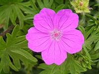 Geranium sanguineum (fam Geraniacees) (Asie septentrionale, Europe) (4) (Photo F. Mrugala)